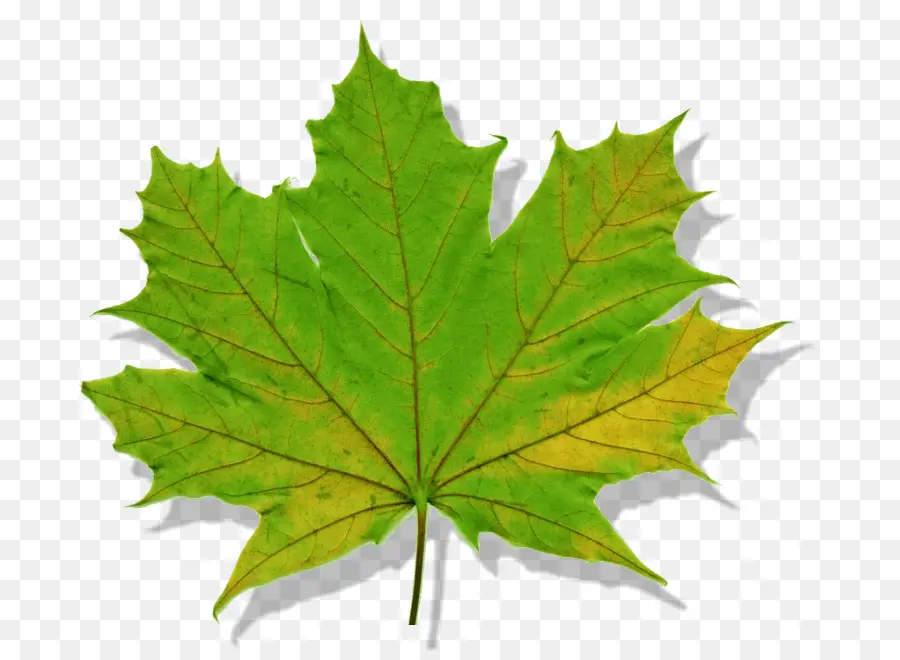 Feuilles D'automne，Feuilles PNG