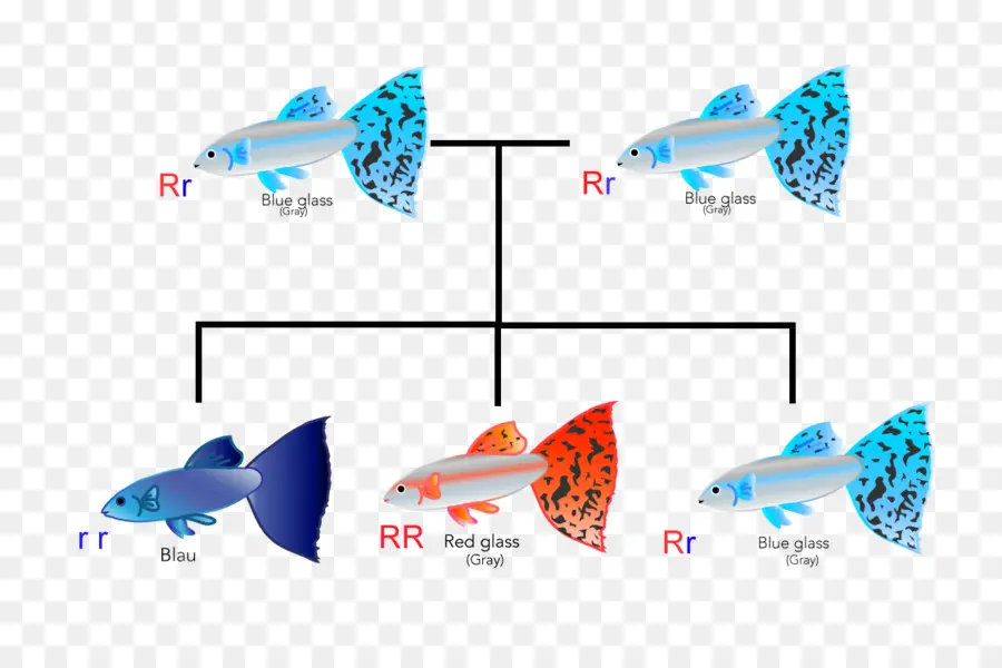 Génétique Des Poissons，Génétique PNG