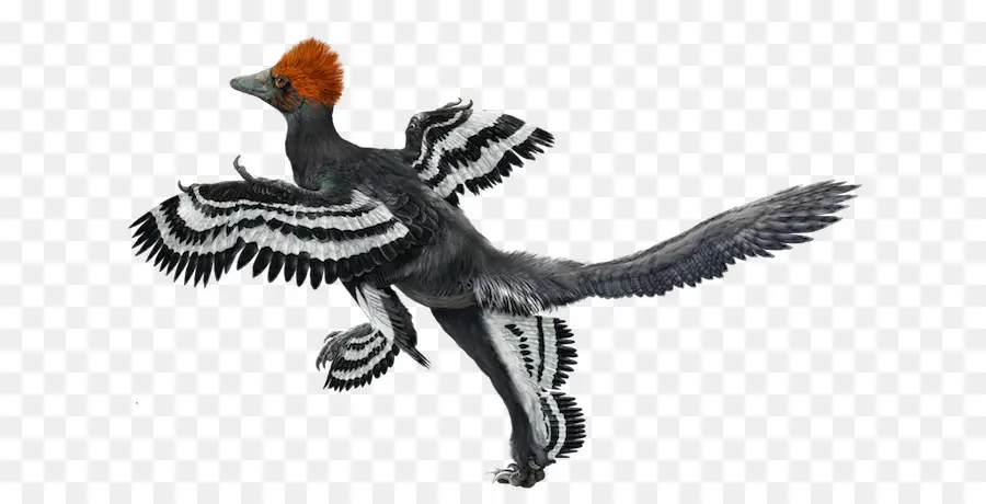 Dinosaure à Plumes，Ailes PNG