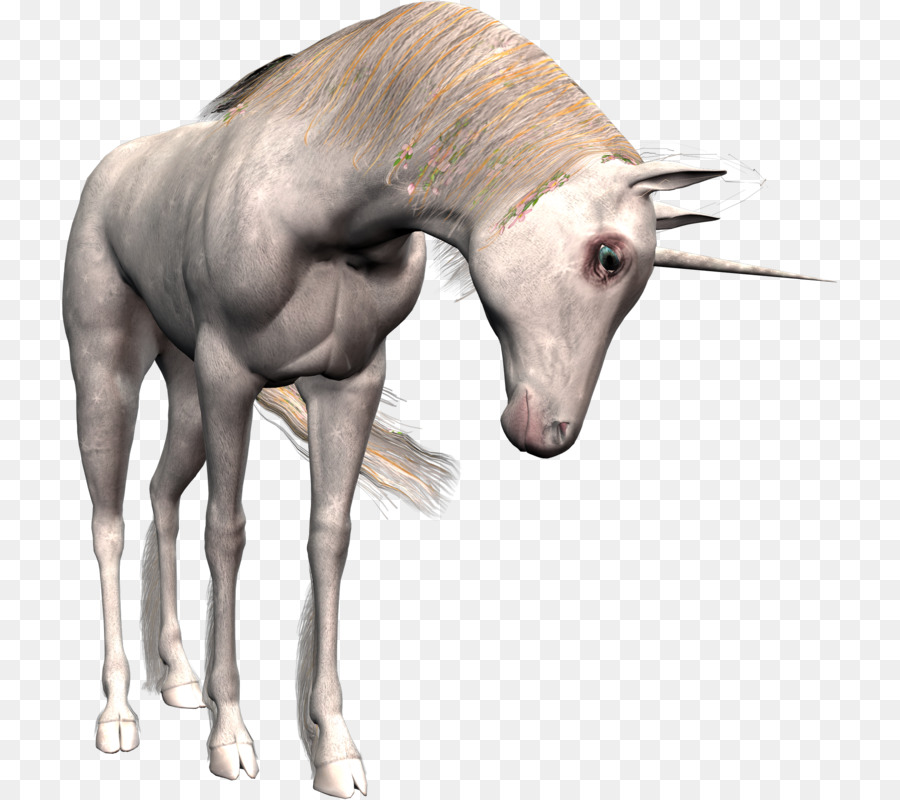 Licorne，Cheval PNG