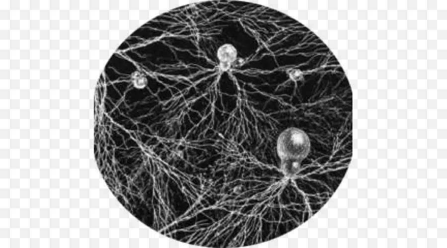 Neurones，Cerveau PNG