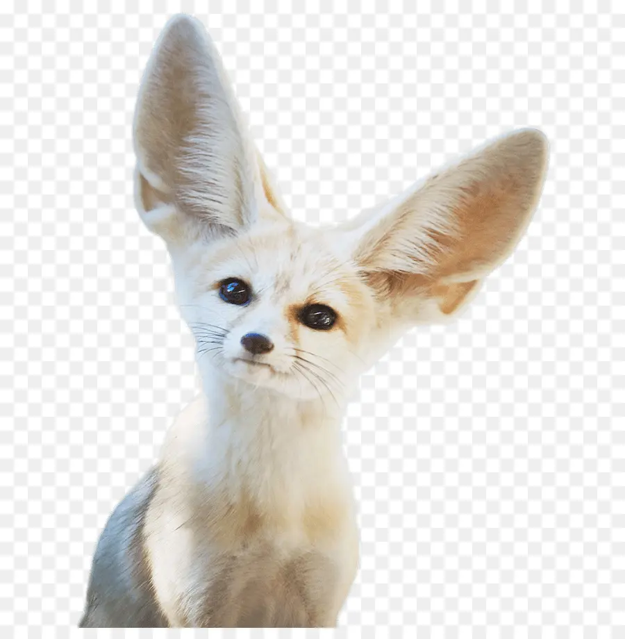 Renard Fennec，Désert PNG