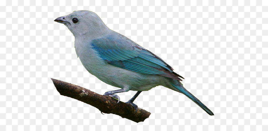 Oiseau Bleu，Plumes PNG