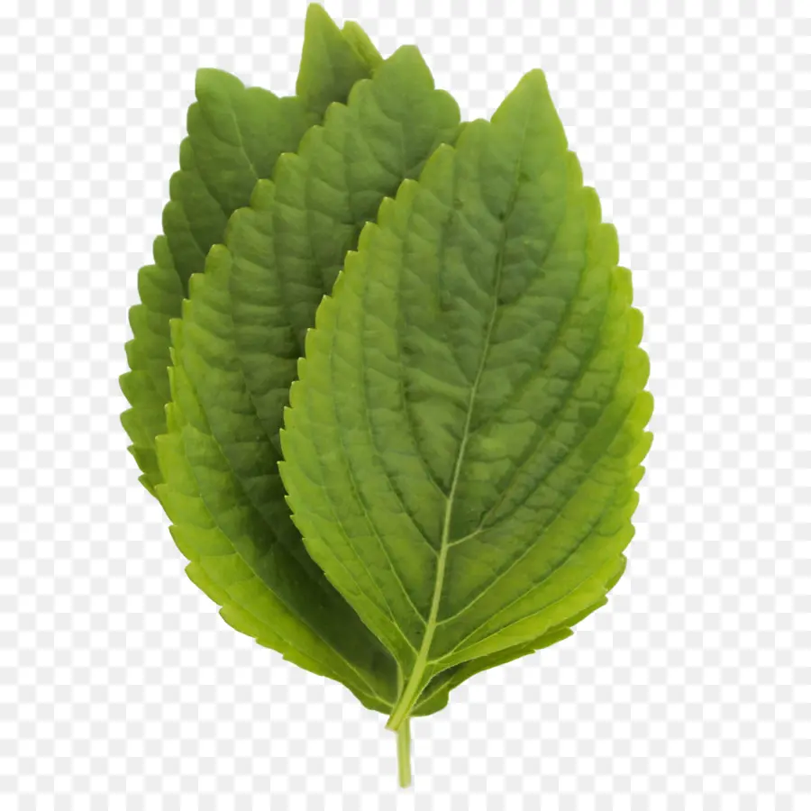 Feuilles Vertes，Feuilles PNG