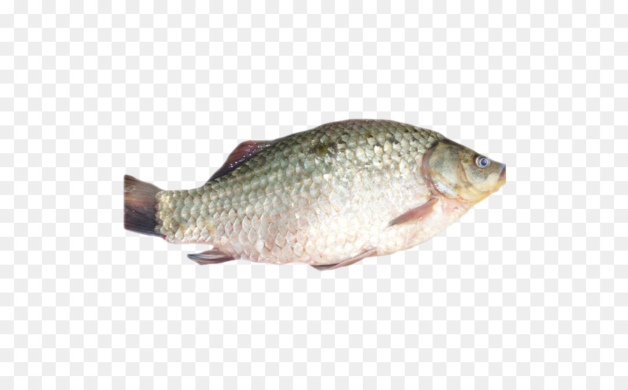 Poisson，Fruit De Mer PNG