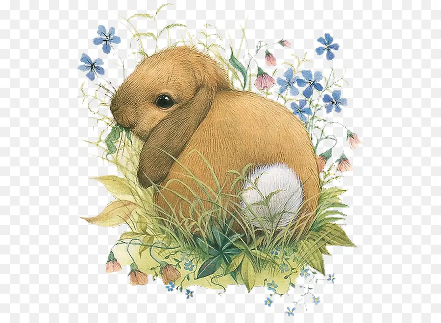 Lapin Brun，Herbe PNG