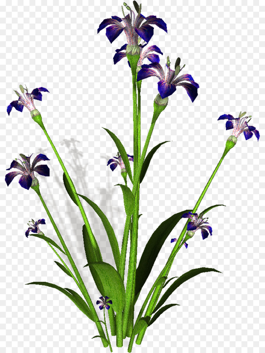 Fleurs D'iris，Floraison PNG