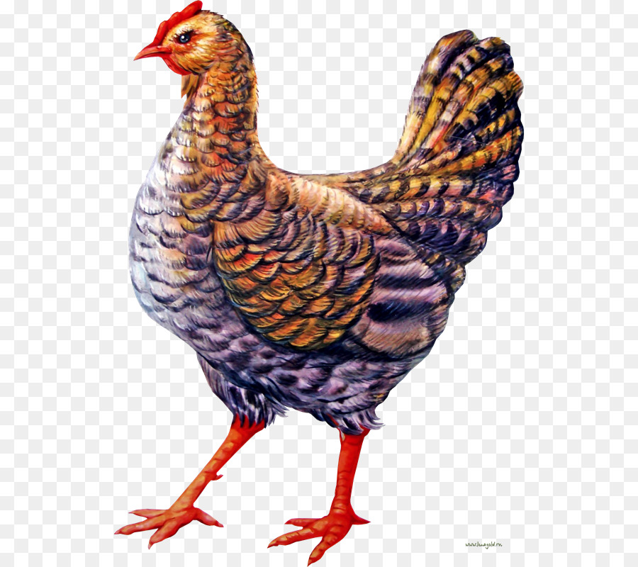 Poulet，Oiseau PNG