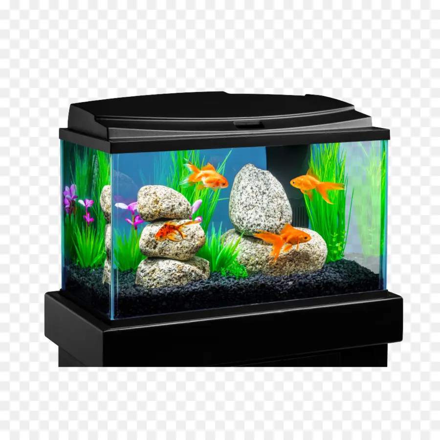 Aquarium，Poisson PNG