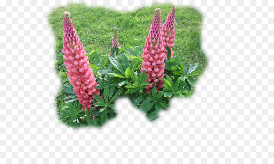 Lupin Limitée，Plante PNG