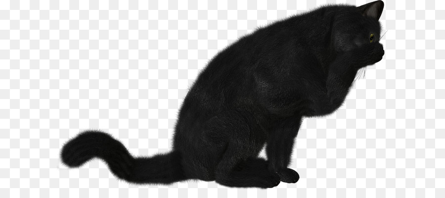 Chat Noir，Bombay Cat PNG