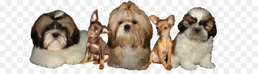 Race De Chien，Shih Tzu PNG