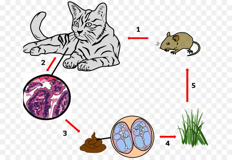 Cycle De Vie Du Chat Et De La Souris，Biologie PNG