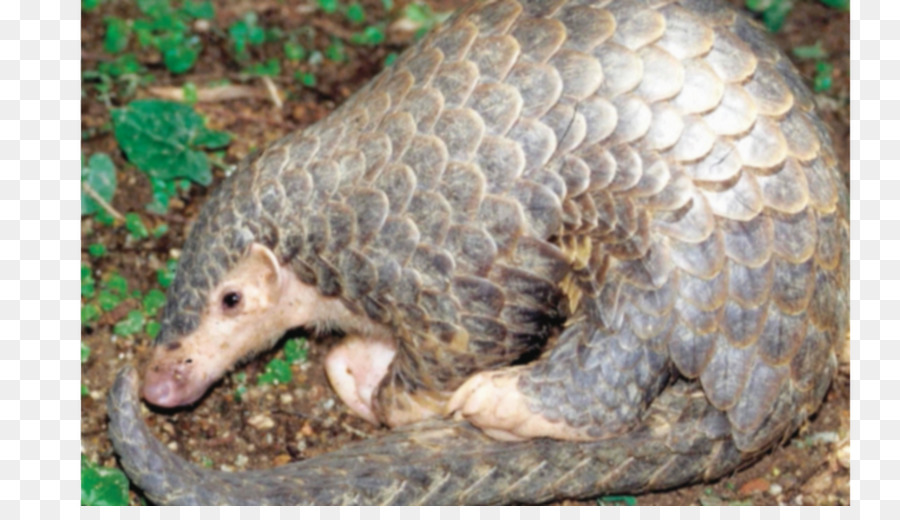 Pangolin，Faune PNG