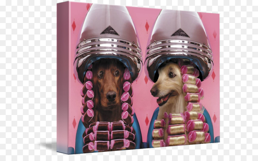 Caniche，Toilettage De Chiens PNG