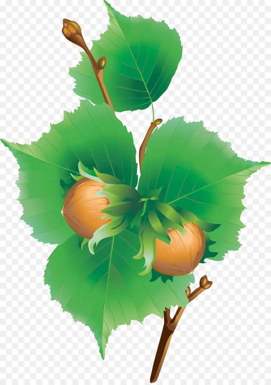 Noisettes，Feuilles PNG