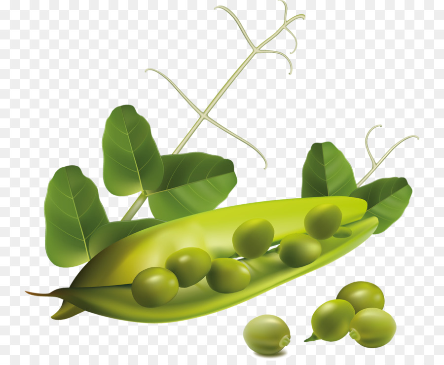 Pois Verts，Cosse PNG