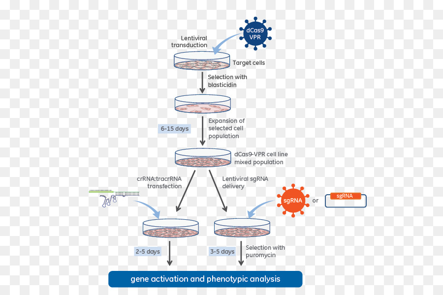 Lentivirus，Bac à Légumes PNG