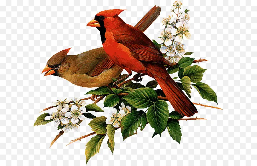 Le Cardinal，Oiseau PNG