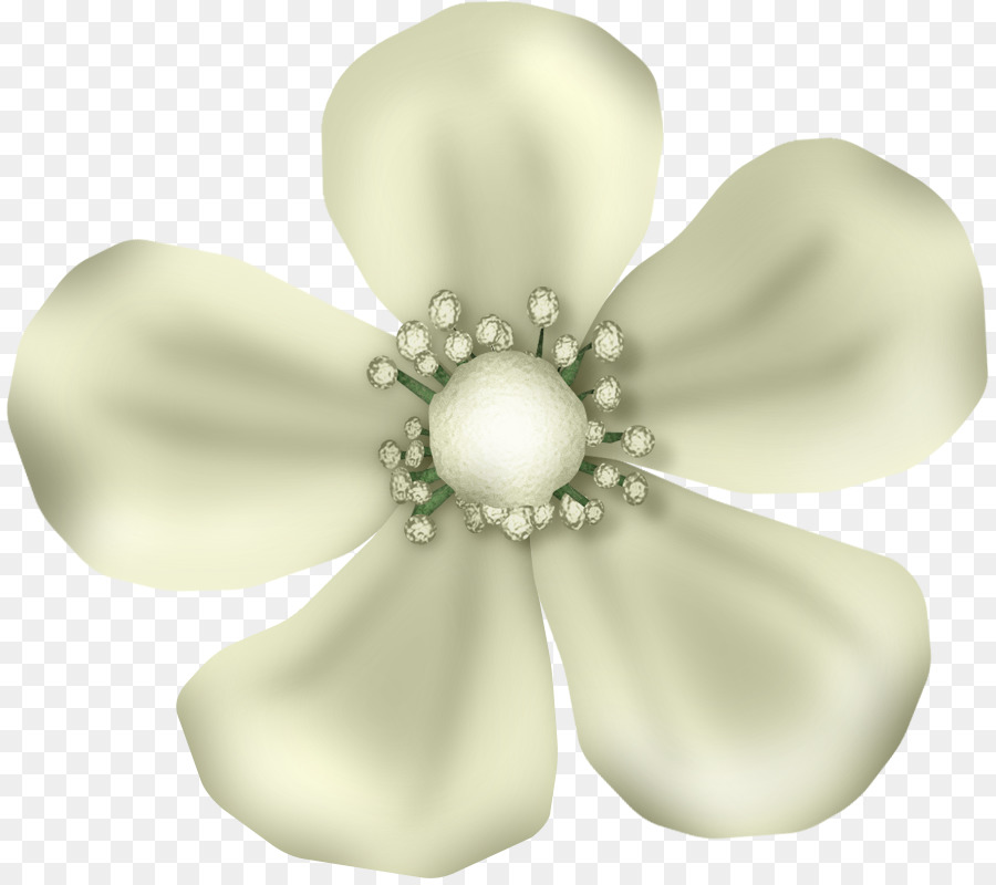 Fleur Blanche，Blanc PNG