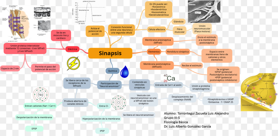 Synapse，Neurotransmetteur PNG