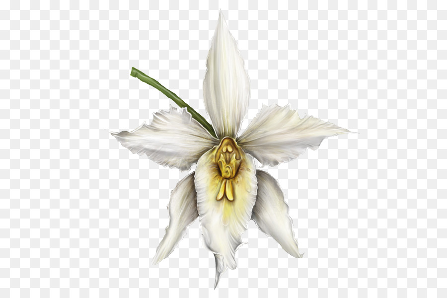 Fleur Blanche，Orchidée PNG