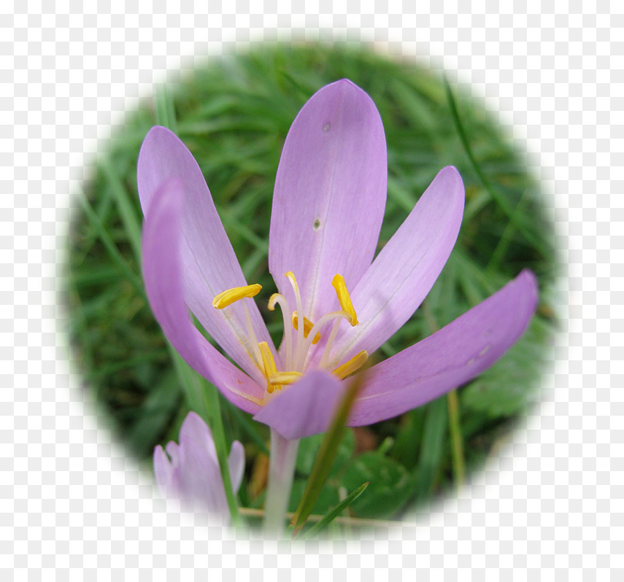 Crocus D Automne，Crocus Vernus PNG