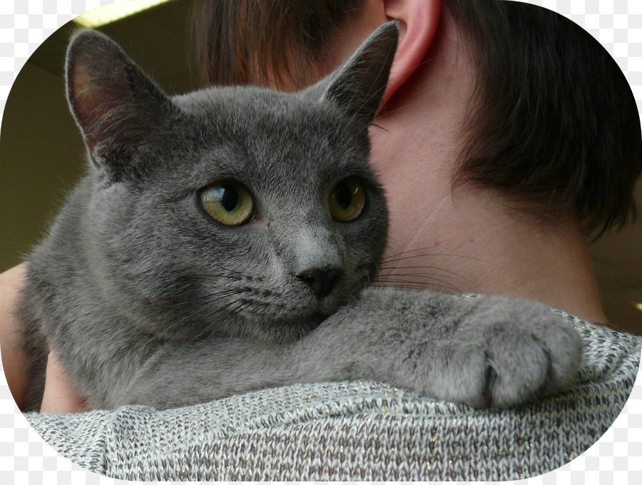 Korat，Chartreux PNG