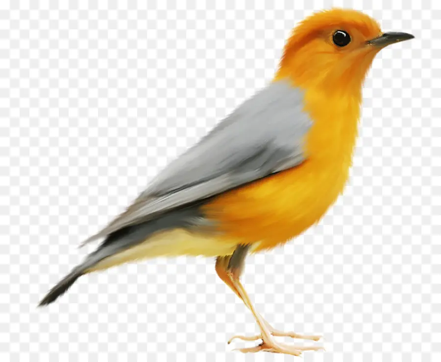 Européenne Robin，Oiseau PNG