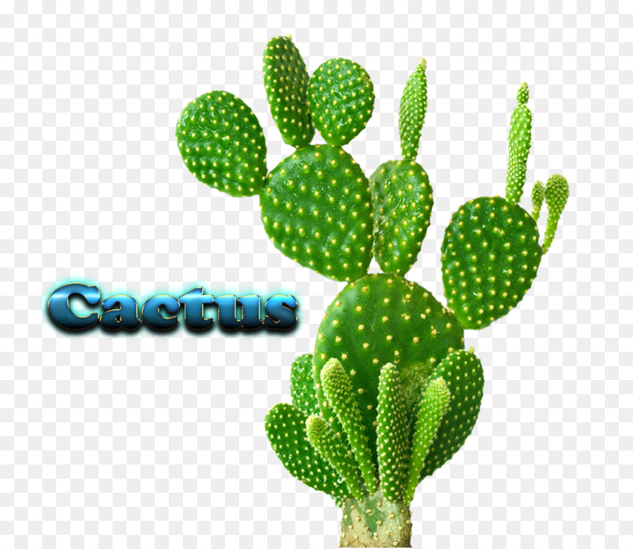 Cactaceae，Plante D Intérieur PNG