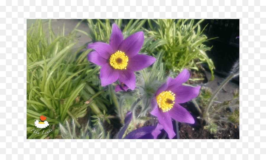 Plante Herbacée，Fleurs Sauvages PNG