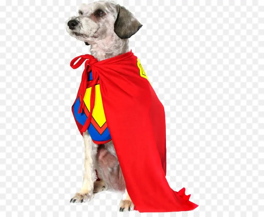 Chien En Costume De Super Héros，Super Héros PNG