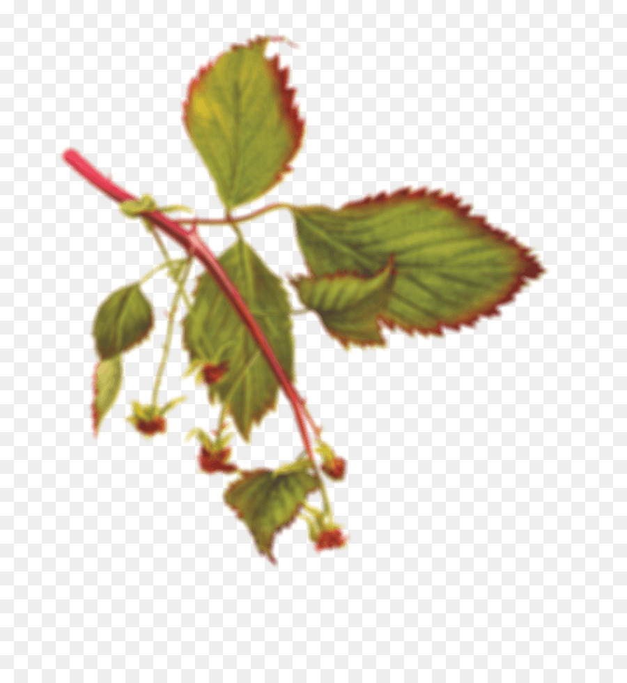 Les Racines De La Vodka，Marionberry PNG