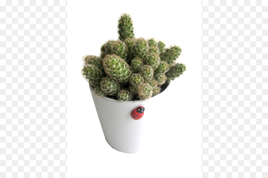 Flowerpot，Citroën Cactus M PNG