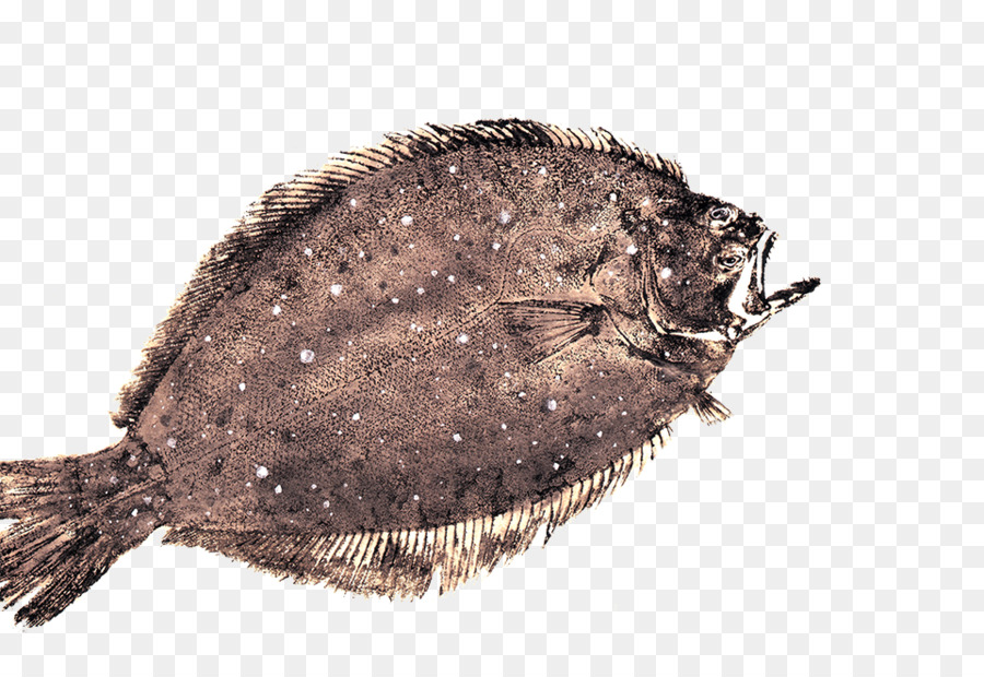 Poisson，Mer PNG