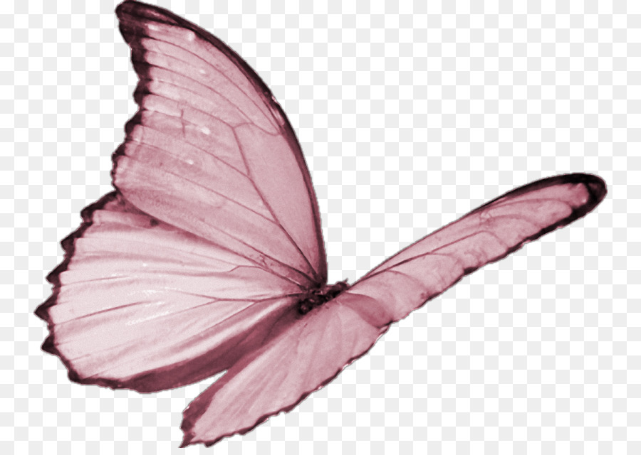 Papillon，Jaune PNG