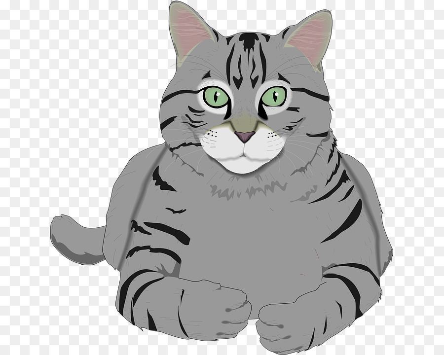 Chat Gris Chat Tigre Png Chat Gris Chat Tigre Transparentes Png Gratuit