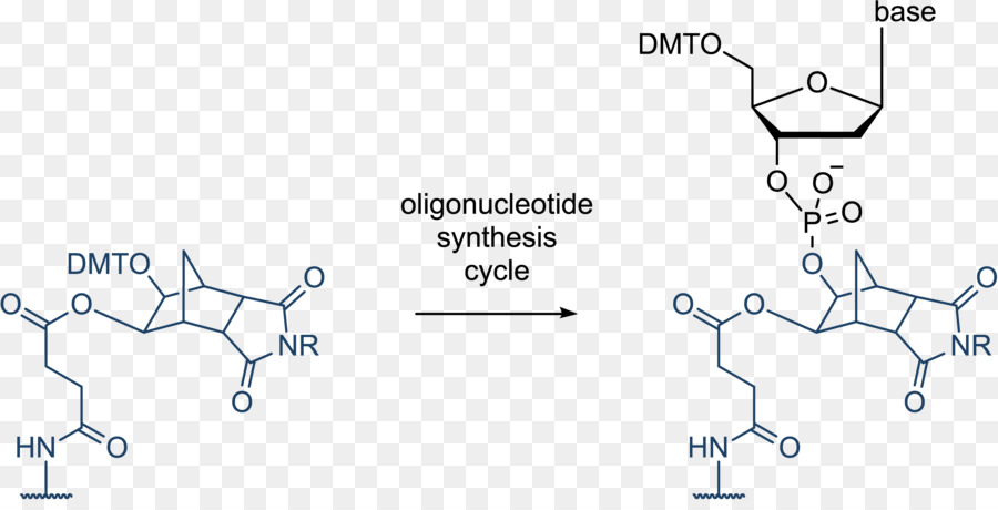 Oligonucléotide De Synthèse，Oligonucléotide PNG