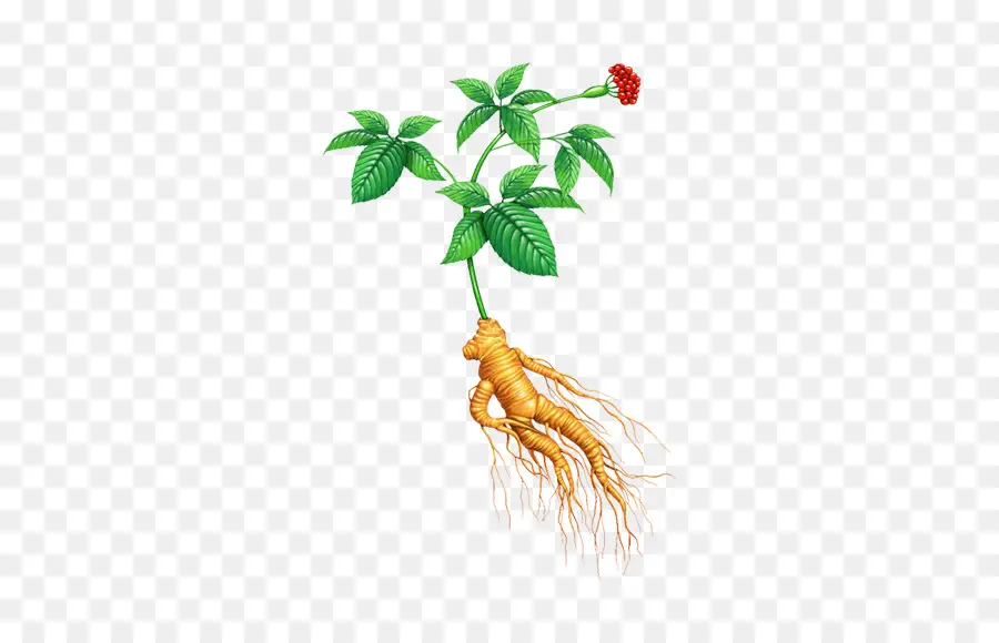 Plante De Ginseng，Racine PNG