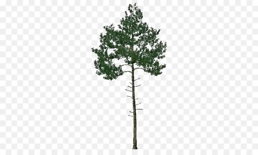 Pin，Evergreen PNG