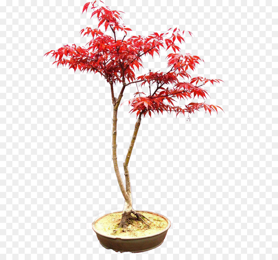 Bonsaï Rouge，Plante En Pot PNG