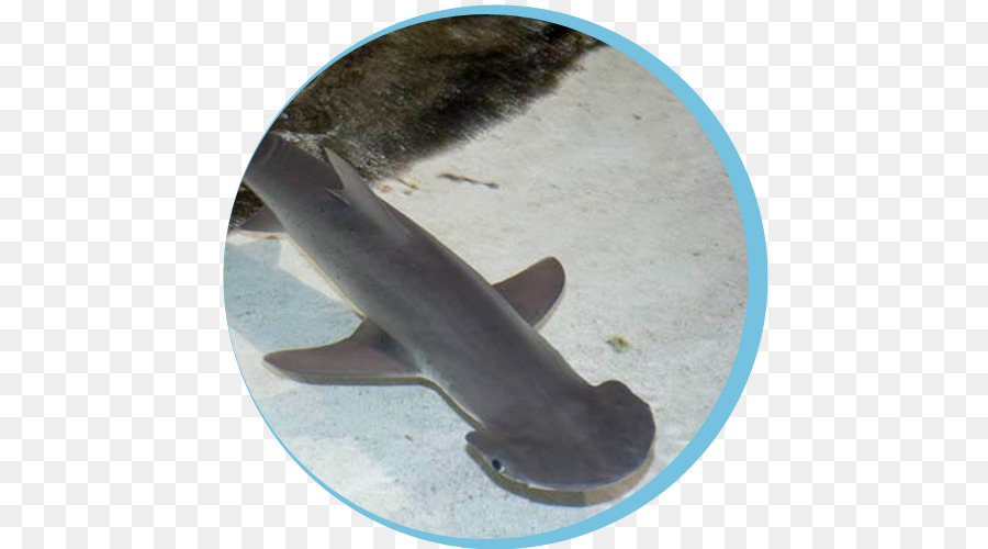 Le Requin Marteau，Bonnethead PNG