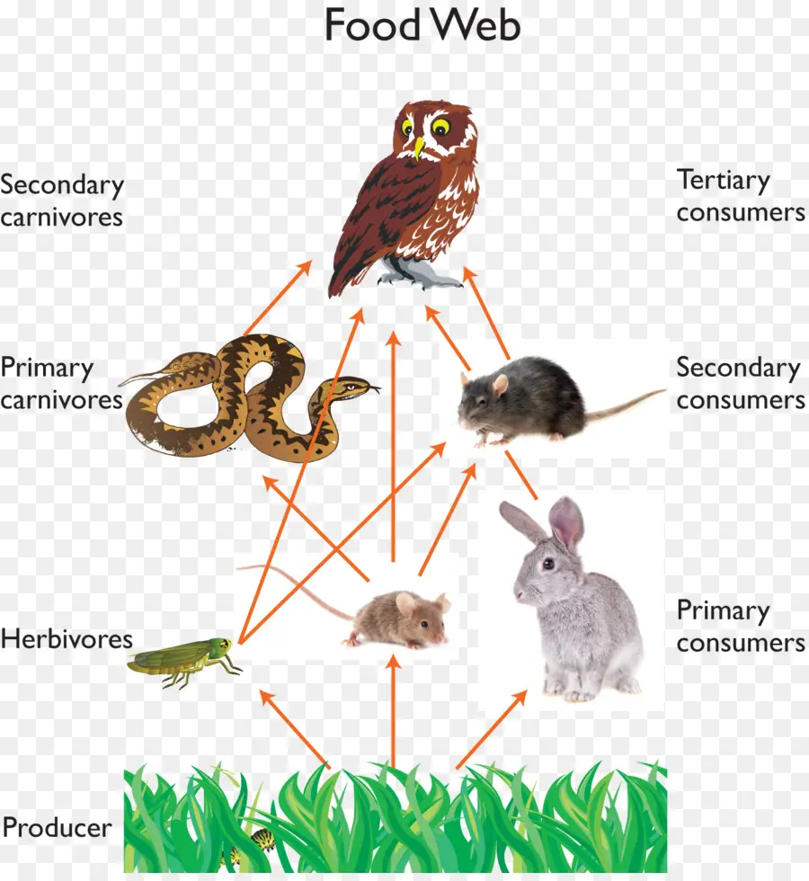 Réseau Alimentaire，Animaux PNG