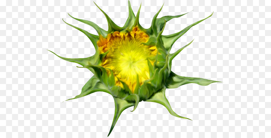 Bourgeon De Tournesol，Fleur PNG