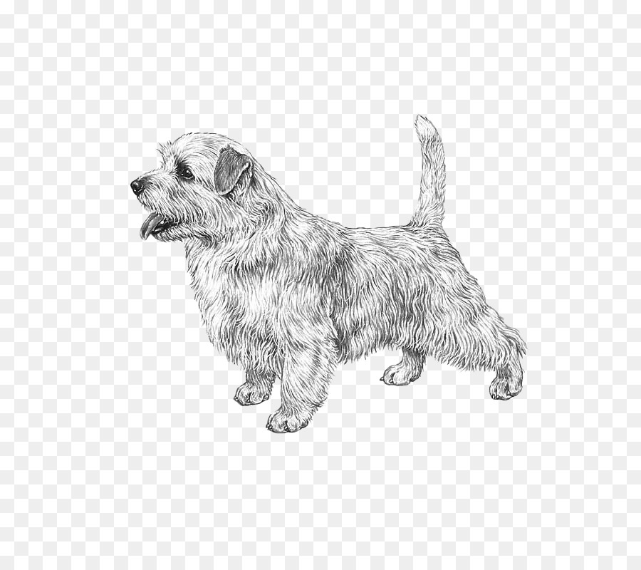 Chien，Animal De Compagnie PNG