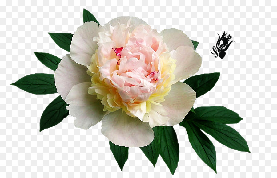 Chou Rose，Pivoine PNG