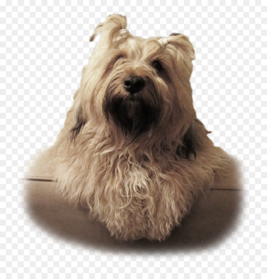 Glen，Norwich Terrier PNG