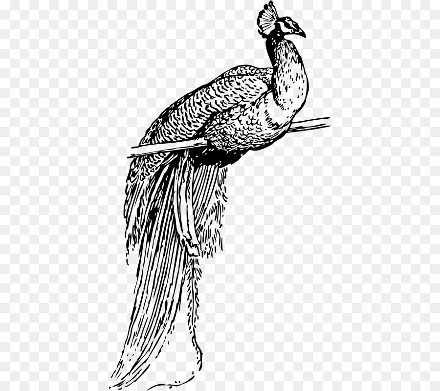 Pavo，Oiseau PNG