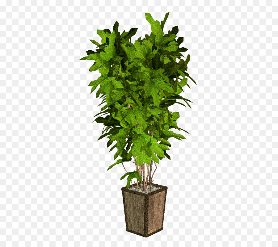 Plante，Arecaceae PNG