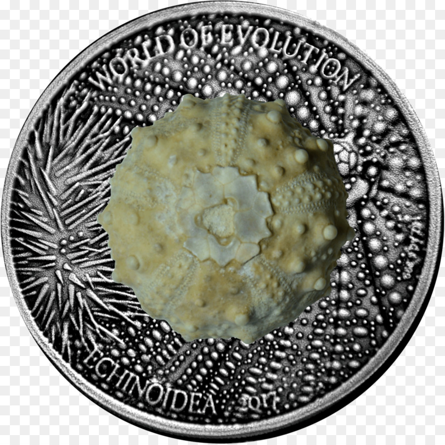 L Oursin，Pièce De Monnaie PNG